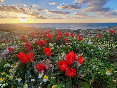 צבעוני החוף, חוף הבונים