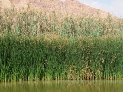 8E76A5E4-E1BA-F1C7-C9F8-62E1E6D693BA