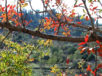 95DFA28A-5959-AFB0-AF47-309DA6E55001